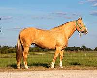 kid-safe-quarter-horse