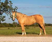 husband-safe-quarter-horse