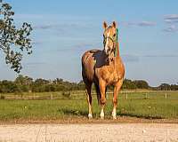 trail-quarter-horse