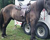 broke-icelandic-horse