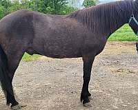 broke-trail-icelandic-horse