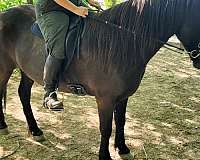 dead-broke-icelandic-horse