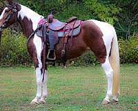 all-around-missouri-fox-trotter-horse