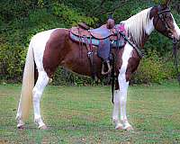 athletic-missouri-fox-trotter-horse