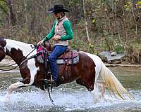 drill-team-missouri-fox-trotter-horse