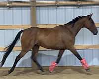 bay-western-dressage-horse