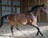 all-around-thoroughbred-horse