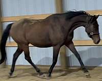 athletic-thoroughbred-horse