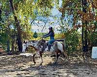 all-around-paint-horse