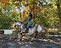 english-pleasure-paint-horse