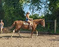 all-around-paint-horse