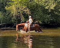 athletic-paint-horse