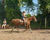 beginner-paint-horse
