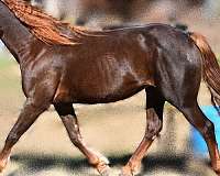 blaze-rh-lh-partial-coronet-pony