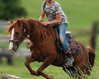 chestnut-blaze-rh-lh-partial-coronet-pony