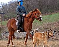adults-connemara-pony