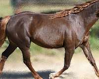 andalusian-connemara-pony
