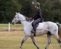 thoroughbred-horse