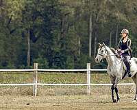 thoroughbred-gelding