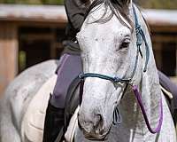 thoroughbred-horse-for-sale