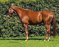 rh-white-to-mid-fetlock-pony