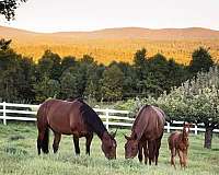 chestnut-rh-white-to-mid-fetlock-pony
