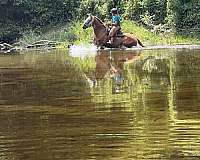 all-around-akhal-teke-pony