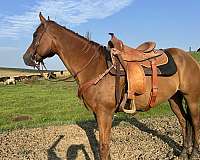 quarter-horse