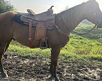 quarter-horse-for-sale