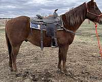 gelding