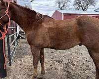 trail-gelding