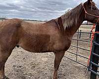 trail-quarter-horse