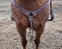 trail-horse