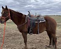 arena-quarter-horse
