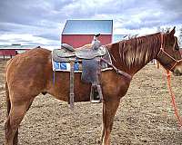 arena-work-quarter-horse