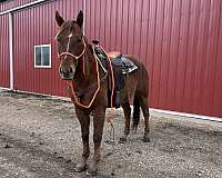 confidence-quarter-horse