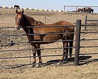 dam-quarter-horse