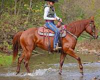 all-around-quarter-horse