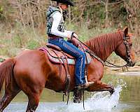 athletic-quarter-horse