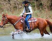 drill-team-quarter-horse