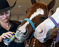 flashy-quarter-horse