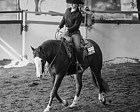 husband-safe-quarter-horse