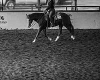 performance-quarter-horse