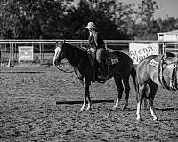 ranch-quarter-horse