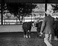 ranch-versatility-quarter-horse