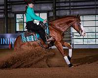 ranch-work-quarter-horse