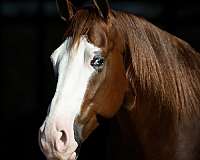 roping-quarter-horse