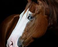 show-quarter-horse