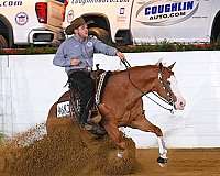 trail-riding-quarter-horse