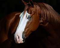 trail-quarter-horse